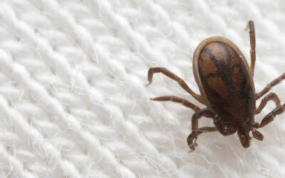 PROTEJA SEU ANIMAL COM DEDETIZAÇÃO DE CARRAPATOS