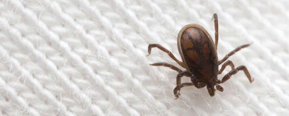 PROTEJA SEU ANIMAL COM DEDETIZAÇÃO DE CARRAPATOS