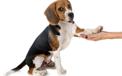 Como Acabar com Carrapatos de Cachorro