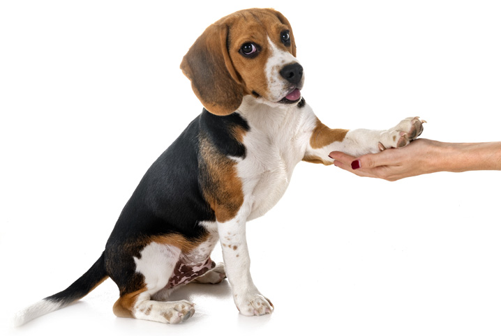 Como Acabar com Carrapatos de Cachorro