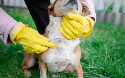 Como Acabar com Carrapatos no seu Cachorro e no Ambiente?