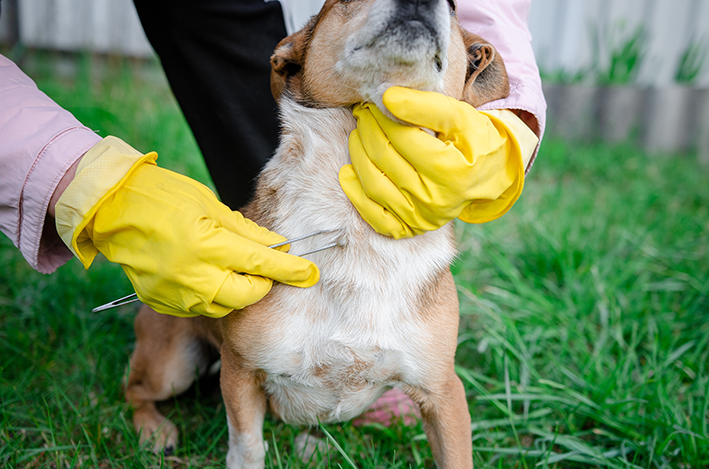 Como Acabar com Carrapatos no seu Cachorro e no Ambiente?