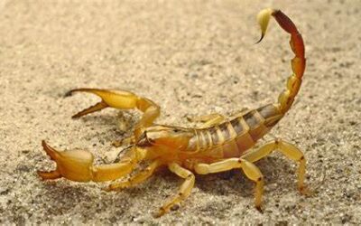 Dedetização Contra Escorpião Funciona