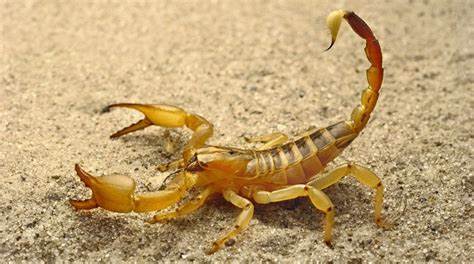 Dedetização Contra Escorpião Funciona