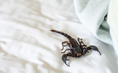Como Dedetizar Escorpião?