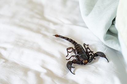 Como Dedetizar Escorpião?