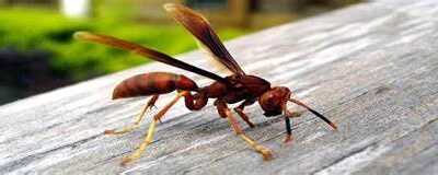 Dedetize sua Residencia e Evite Picada dos Marimbondos