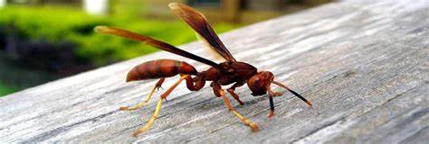 Dedetize sua Residencia e Evite Picada dos Marimbondos