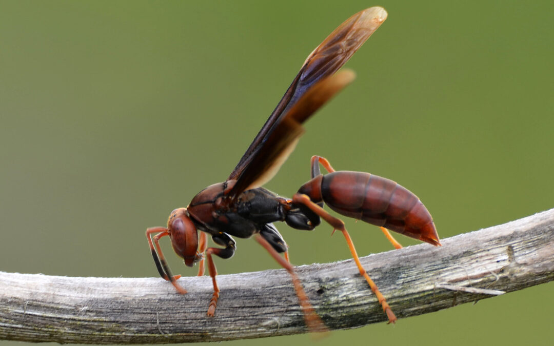 Dedetização Contra Marimbondos