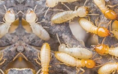 Quais São os Cuidados Após a Descupinização