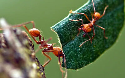 Por Que a Dedetização de Formigas é Essencial