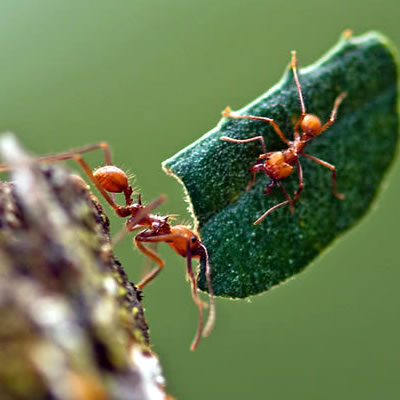 Por Que a Dedetização de Formigas é Essencial