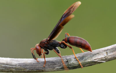 Dedetização Contra Marimbondos