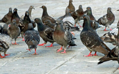 Os Principais Métodos de Controle de Pombos