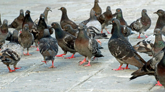 Os Principais Métodos de Controle de Pombos