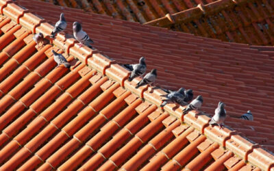 Saiba Como Espantar Pombos do Telhado