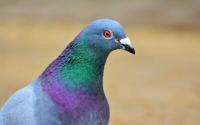 O Manejo de Pombos é Questão de Saúde Pública