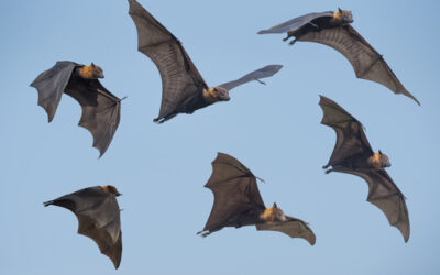 Saiba Como Espantar Morcegos Definitivamente