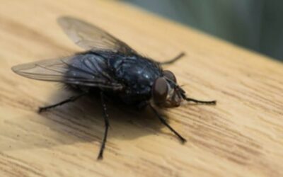 Como Eliminar Moscas