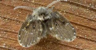 Como se Livrar das Moscas do Ralo