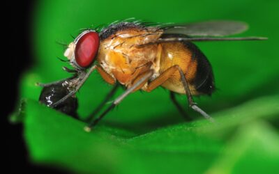 Confira um Jeito Muito Fácil de Eliminar as Moscas