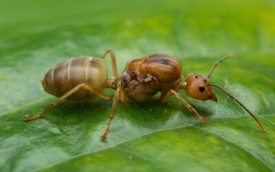 Formigas em Casa São Risco de Contaminação