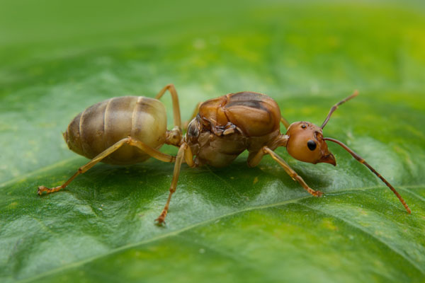 Formigas em Casa São Risco de Contaminação