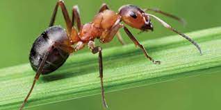 Dicas Ajudam a Afastar Formigas da Casa