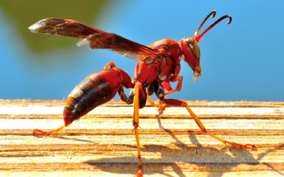 Como Espantar Marimbondo Com Métodos Físicos