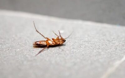 Como Acabar Com a Infestação de Baratas?