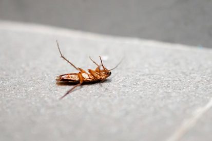 Como Acabar Com a Infestação de Baratas?