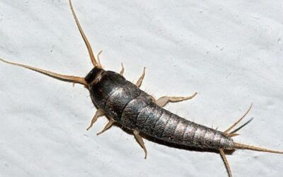 Por que é Tão Difícil Acabar com as Traças?