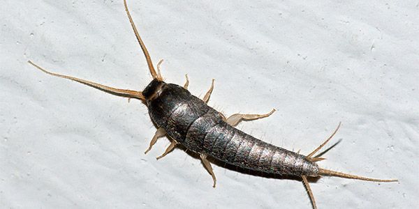 Por que é Tão Difícil Acabar com as Traças?