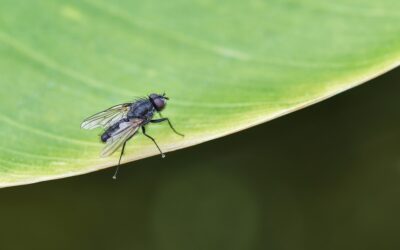 Infestação de Moscas Pode Gerar Diversos Incômodos