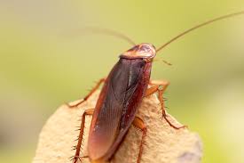 5 Dicas Além da Dedetização Para se Livrar das Baratas