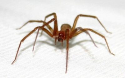 COMO EVITAR PICADAS DE ARANHAS