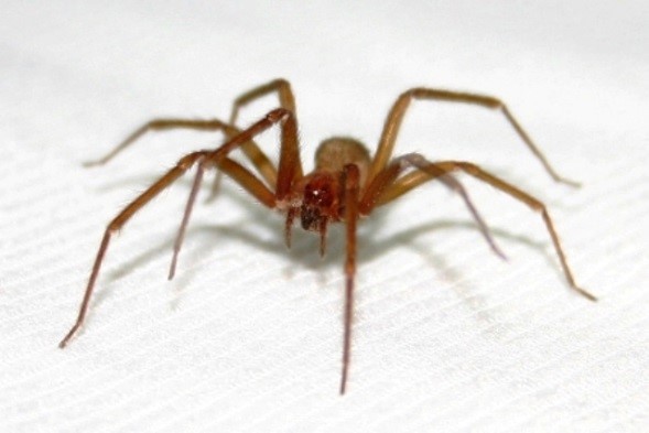 COMO EVITAR PICADAS DE ARANHAS