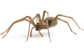 Como Funciona a Dedetização de Aranhas?