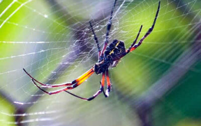 Dedetização de Aranhas: A Importância do Serviço