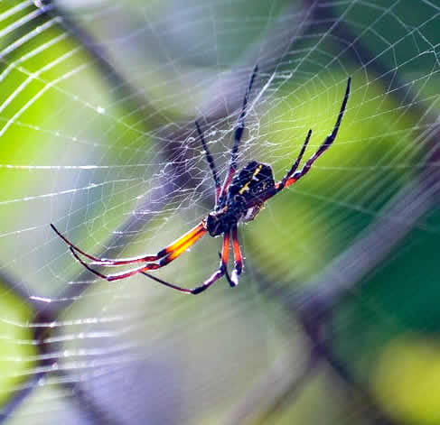 Dedetização de Aranhas: A Importância do Serviço