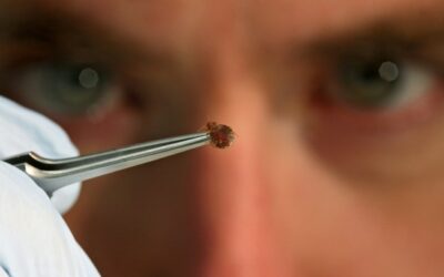 Porque é Tão Difícil Eliminar Percevejos da Cama?