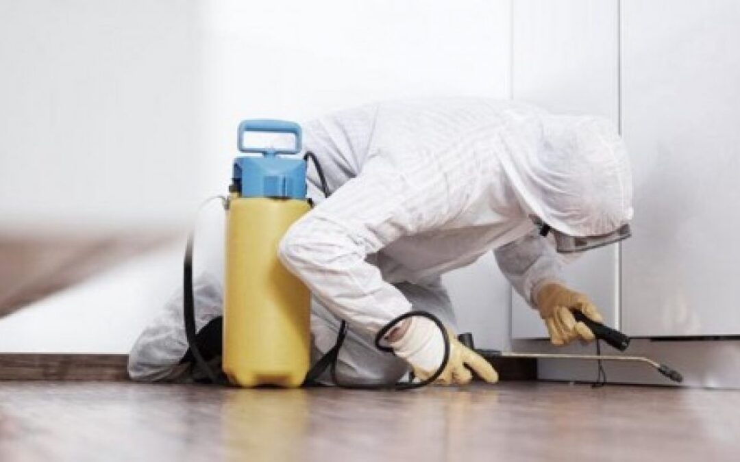 Saiba Como Funciona a Dedetização de Aranhas?