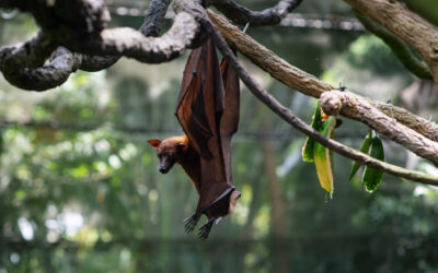Como é Feito o Controle de Morcegos?