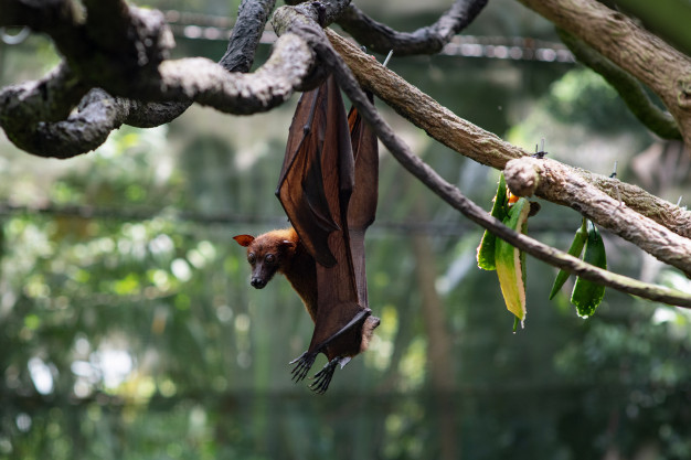 Como é Feito o Controle de Morcegos?