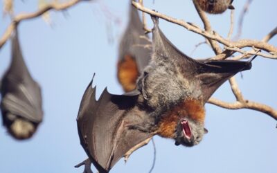 Como Identificar Morcegos na Sua Casa!