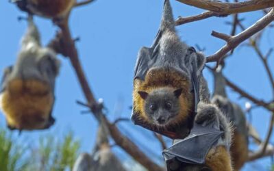 Maneiras de Prevenir a Proliferação de Morcegos