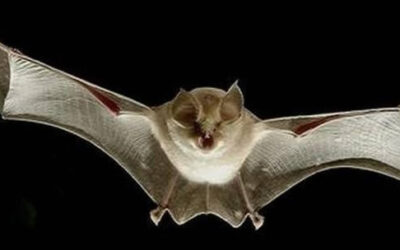 Expurgo de Morcegos: Contrate um Serviço Seguro