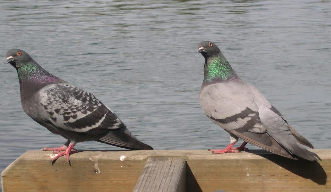 Controle de Pombos: Saiba Qual é a Solução Mais Efetiva?