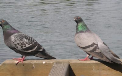 Controle de Pombos: Saiba Qual é a Solução Mais Efetiva?