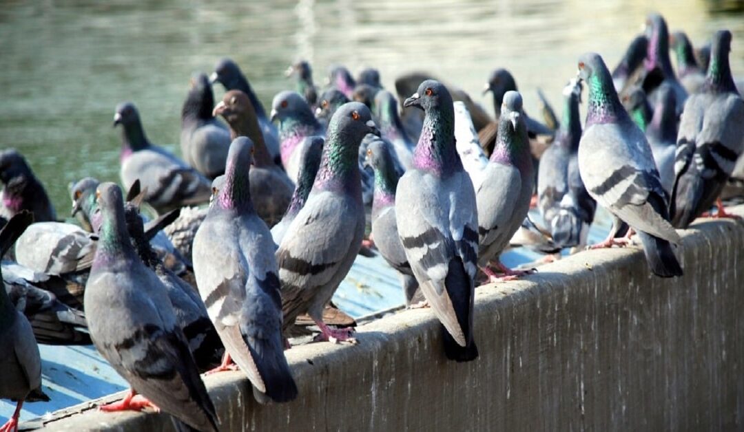 Como Acontece o Serviço de Controle de Pombos